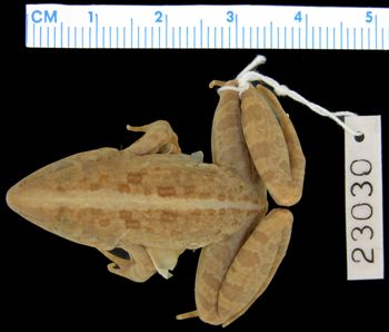 Media type: image; Herpetology A-23030